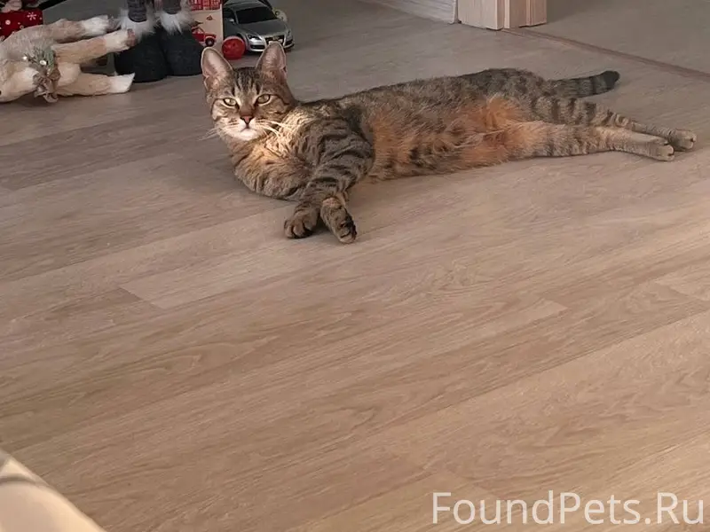 Пропал кот в районе Чкаловской...