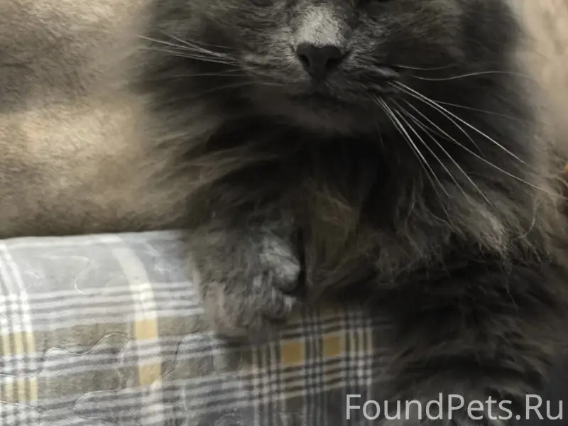 ❗❗❗Пропал кот Боба❗❗❗в понедел...