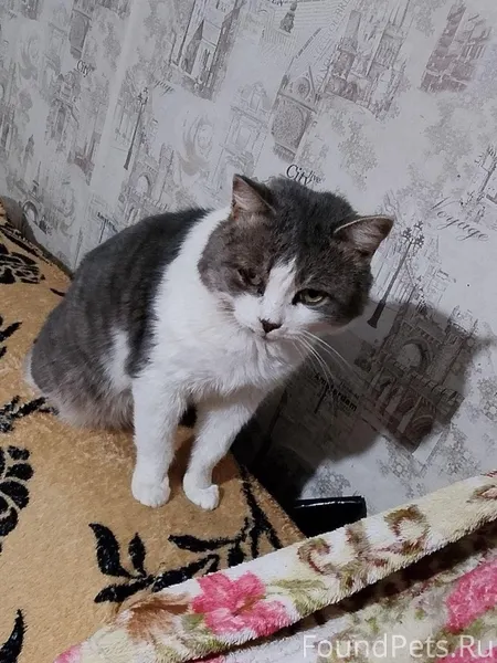 Пропал кот! Если кто-то видел....