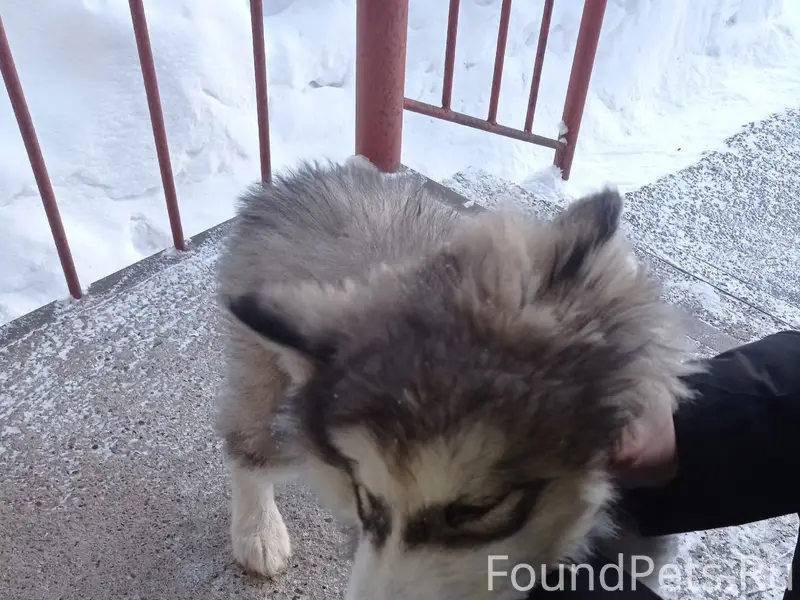 Возле управляющей компании бег...