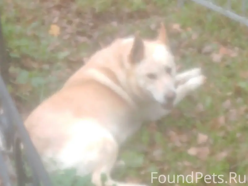 Пропала собака зовут Зевс не к...