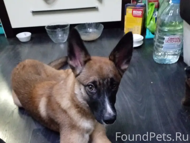 Сургут. Найдена собака в район...