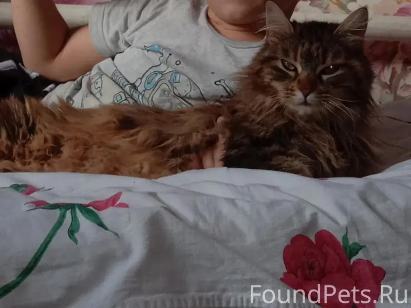 Пропала кошка по ул Луговая, н...