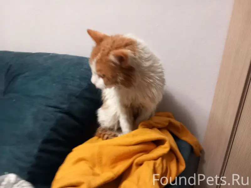 Г. Дзержинск Найден кот, хозяе...