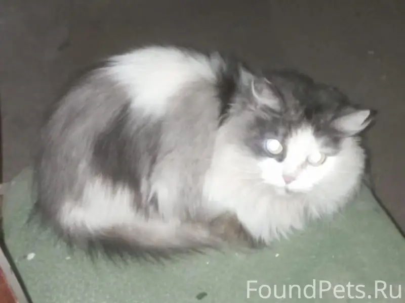 ‼️‼️‼️‼️‼️‼️‼️‼️ Найден кот. В...