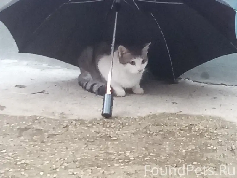 Пропал кот-Братишка на северно...