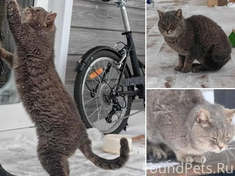 ЗАМЕРЗАЕТ КОТИК !!!!! 💔 УМОЛЯЕ...