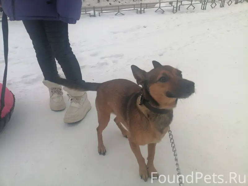 Кто потерял собаку? Мужской по...