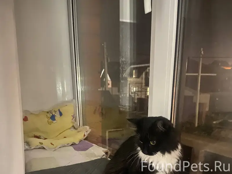 ПРОПАЛА КОШКА 11 февраля г. Иш...