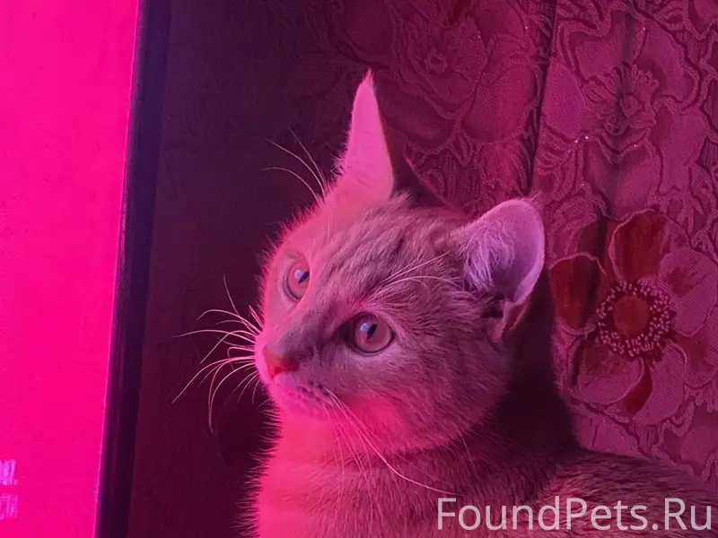 Пропала кошка по улице машинис...