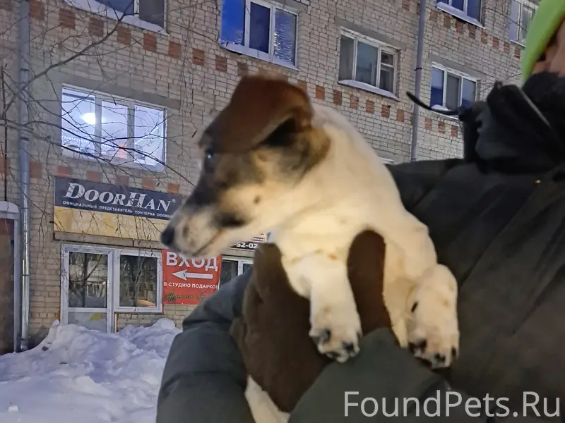 Потерялся щенок, в районе почт...