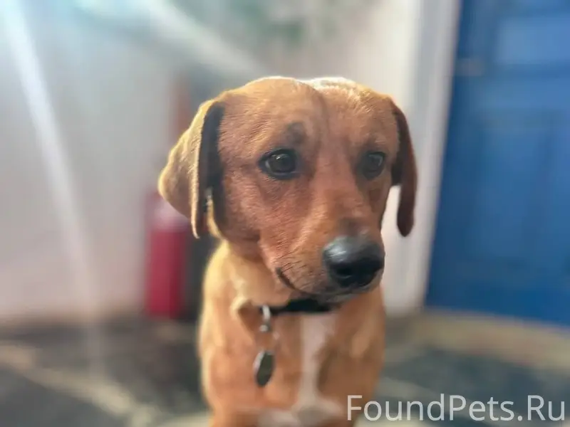 ❗️Пропала собачка г. Судак ( о...