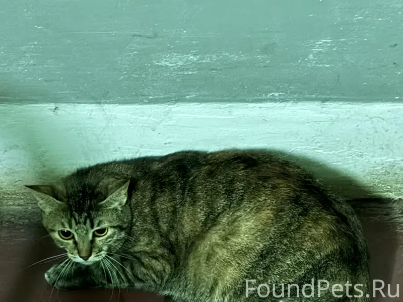 Найдена кошка, на вид домашняя...