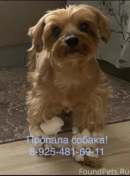 Внимание! 31 декабря в Сергиев...