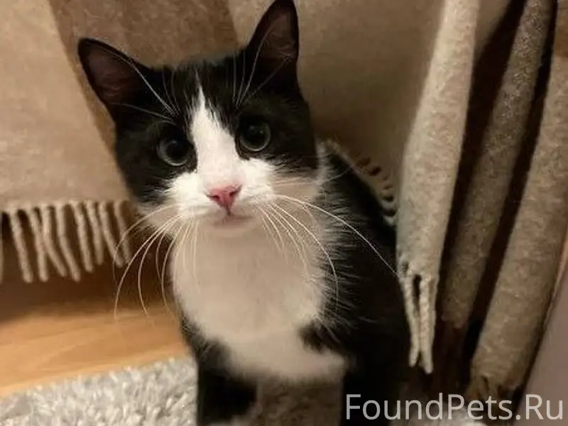 ❗🐈‍⬛ Потерялся домашний кот в ...