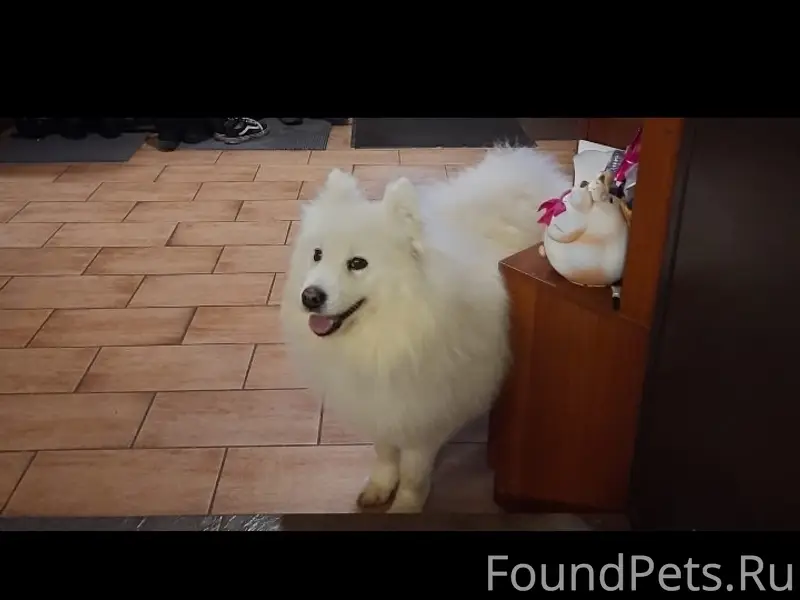 Добрый день. Потерялась собака...