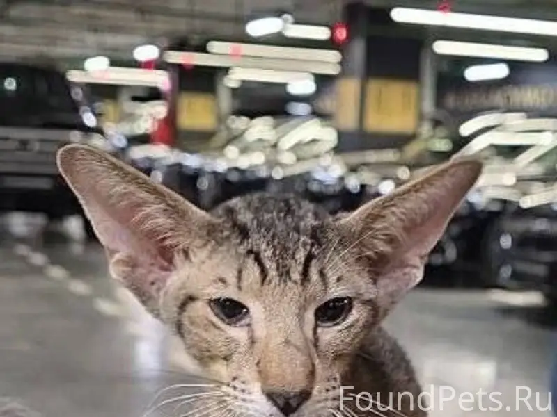 🆘Максимальный репост. НАЙДЕН К...