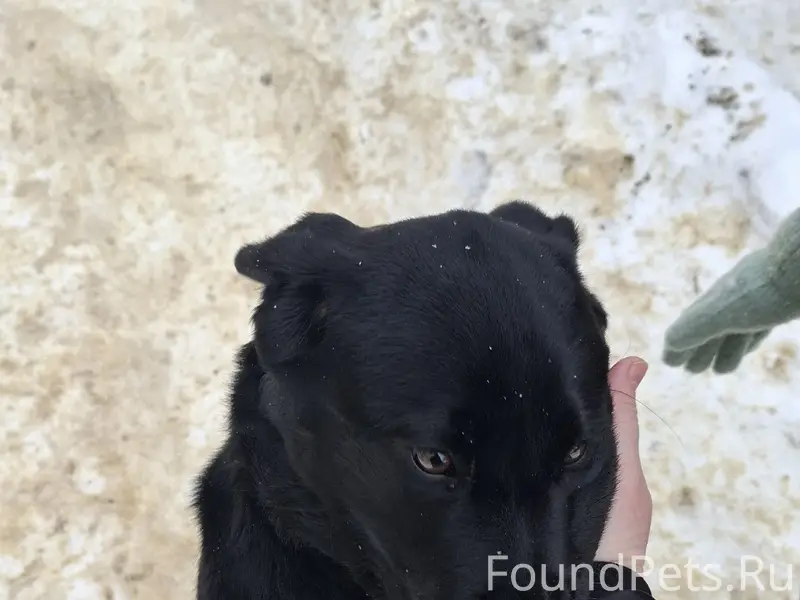 Чей то потеряшка?! Хозяин найд...