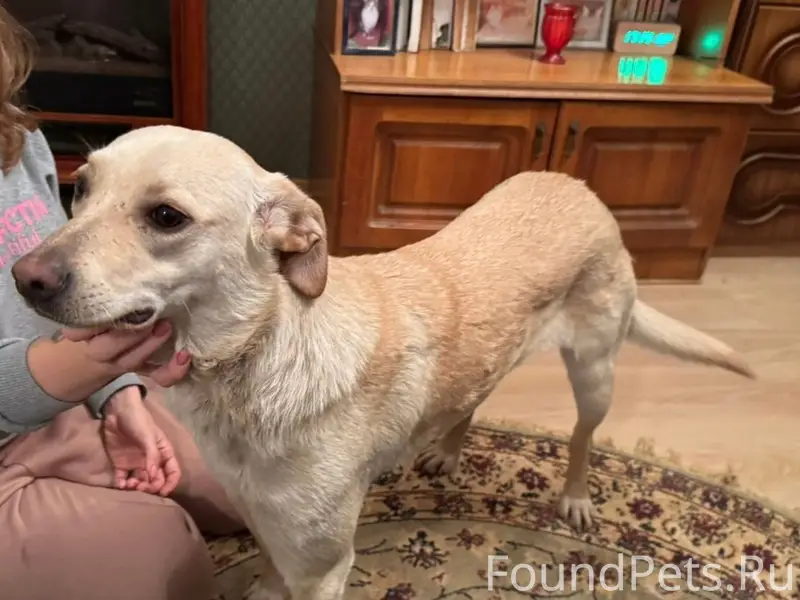 Курск. Потерялся пес Беляш, ка...