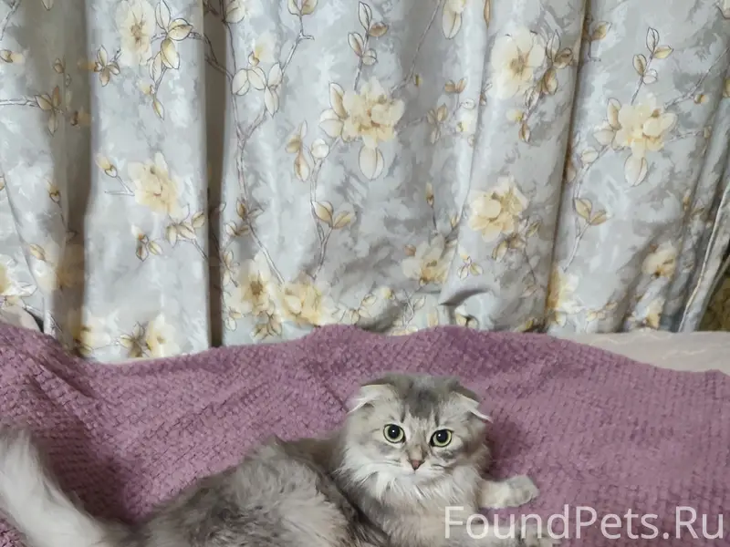 Пропала кошка шотландская висл...