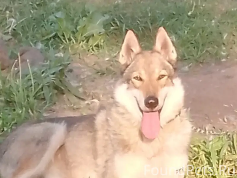 Добрый день ! Недавно писали п...