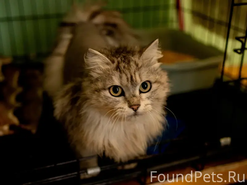 Киара, до 5 лет. 🐾 История...