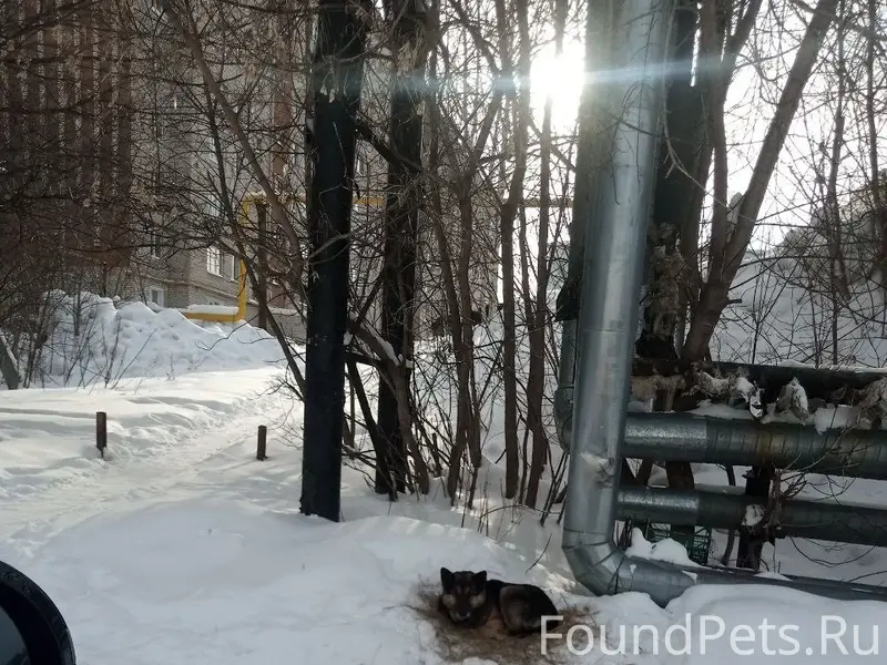 Может кто потерял собаку? Видн...