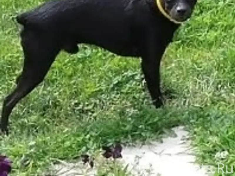 Пропала собака! Русский той-те...