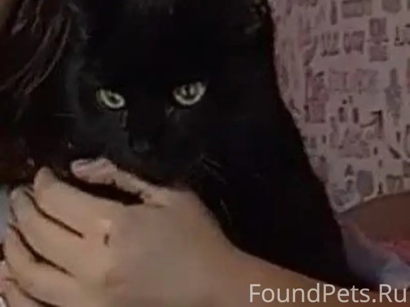 Пропал кот. 6 мес. В д...