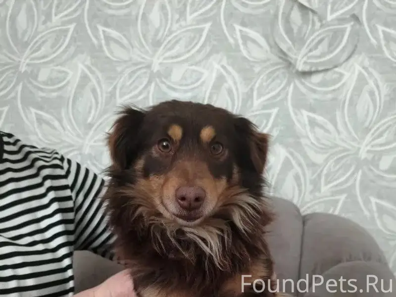 Вчера, 11.02.2025 возле Вороши...