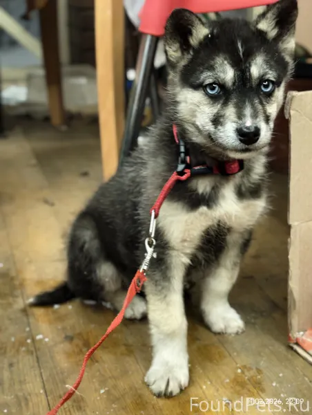 Найдена собака! Щенок. Приблиз...