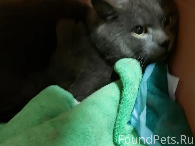 Найден молодой кот в районе ул...