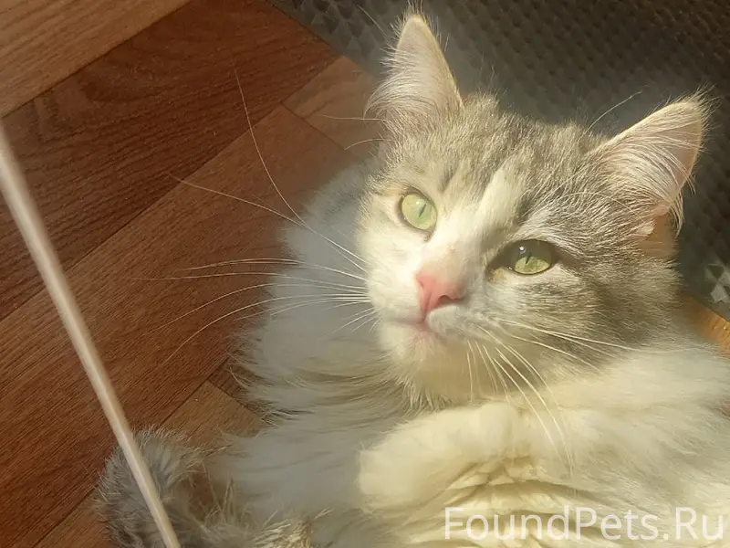 Пропал кот Лунтик.89659207831.