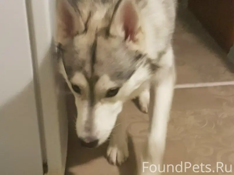 Ищу собаку снова сорвался с по...