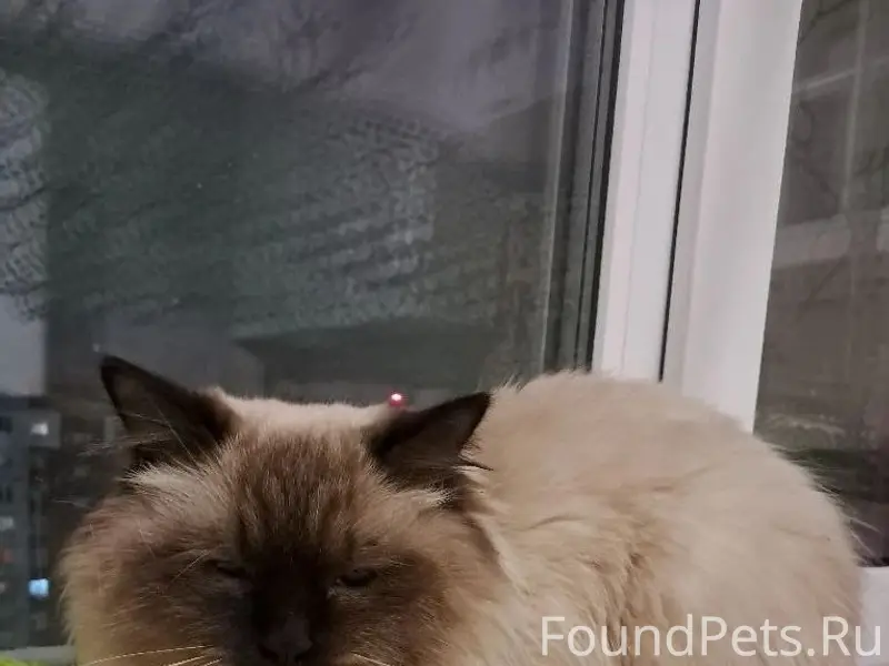 Найдена кошка, в районе ул. Су...