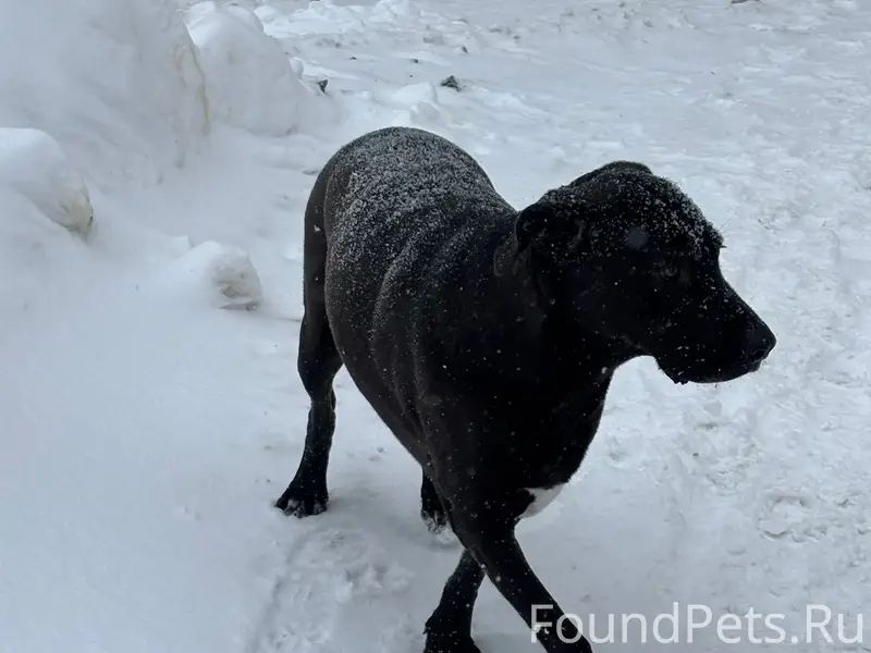 Чья потеряшка Неделю бегает по...