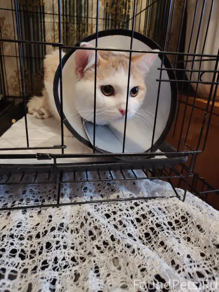 Если вы ищете, плюшевый комок ...