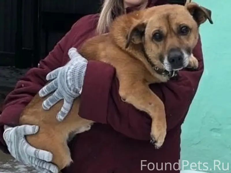 ПРОПАЛА СОБАКА🆘 Отзывается на ...