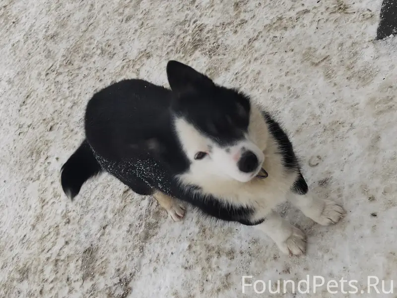 КАМЕНКА!!! ХОЗЯИН ОТЗОВИСЬ!!!!...