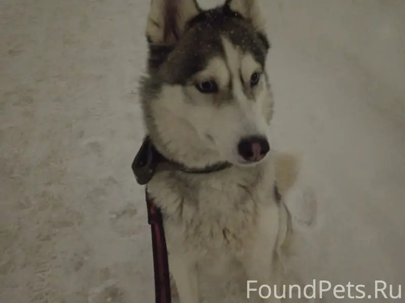 🆘НАЙДЕНА СОБАКА, ПОРОДЫ ХАСКИ....