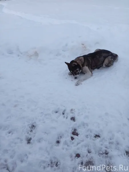 Найдена собака. Ищем хозяина К...