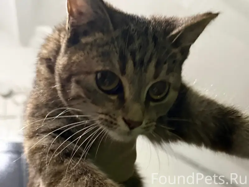 Здравствуйте Найдена домашняя ...