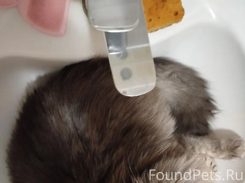 ПОМОГИТЕ НАЙТИ КОТА! Пропал в ...