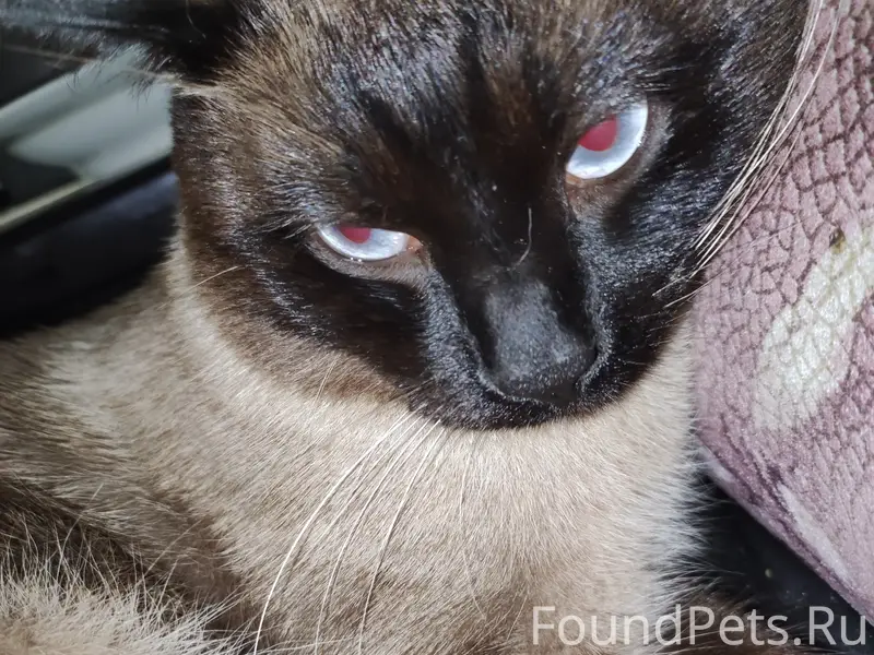 Пропал сиамский кот откликаетс...