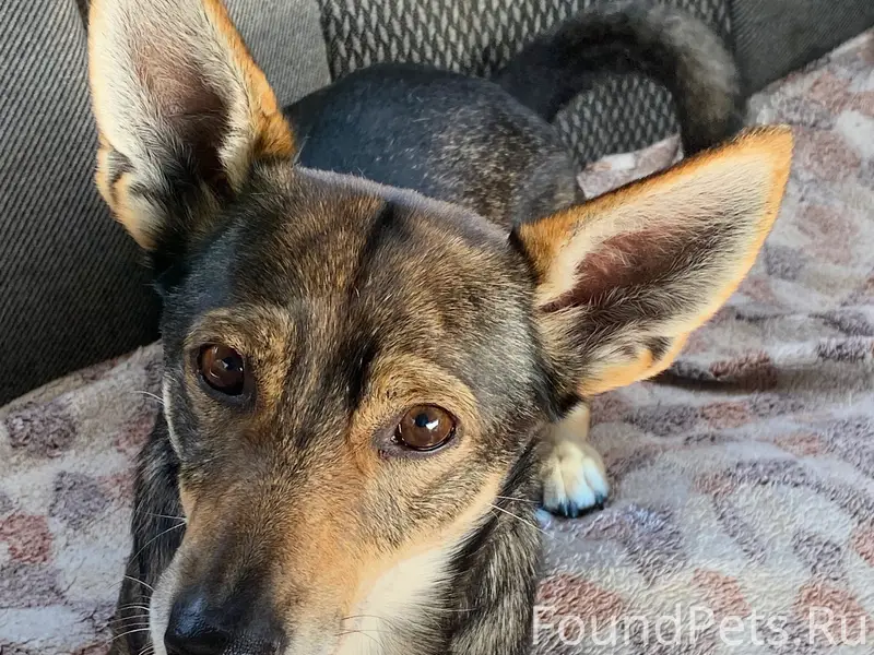 Пропала собака, убежал из дома...