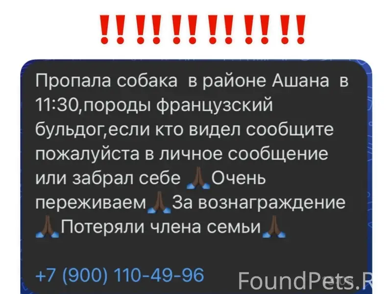 ‼️‼️‼️‼️‼️ Пропала собака в ра...