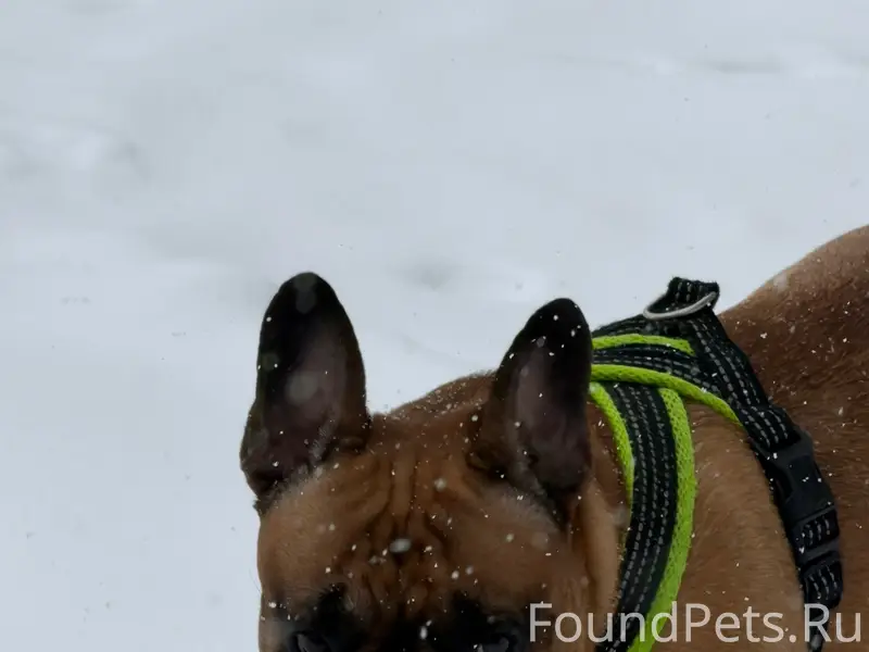 Пропала собака в районе Ашана ...