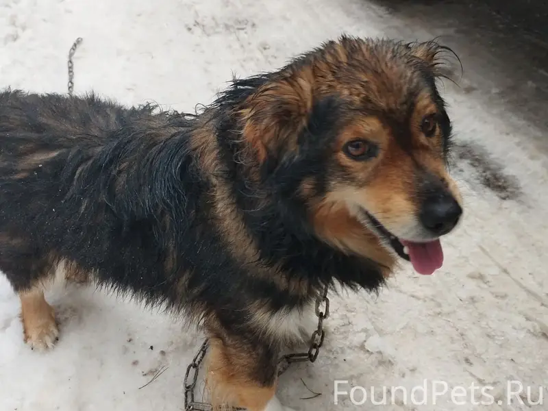 СРОЧНО ИЩУ ХОЗЯЕВ!! Барановичи...