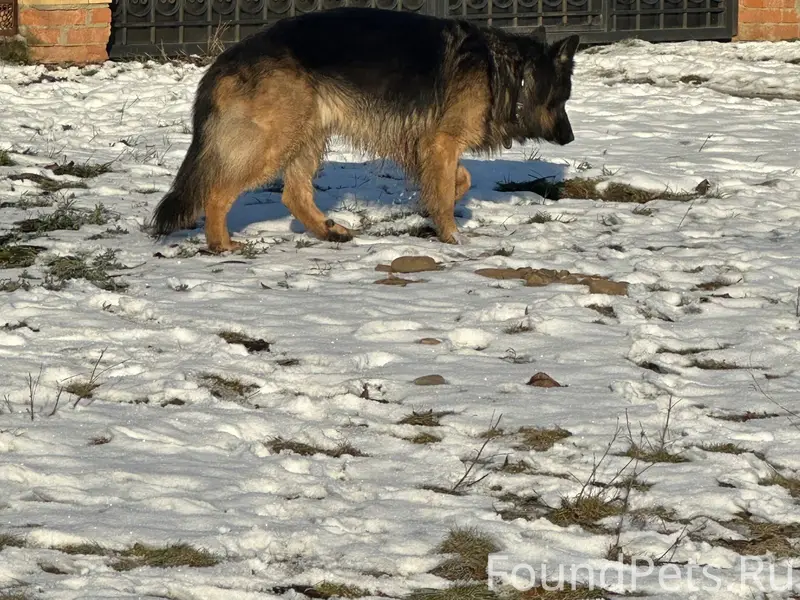 Чья овчарка сбежала? Молодой к...