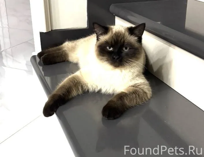 Пропал кот в районе ветеринарн...